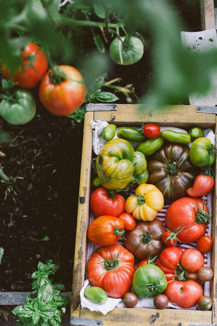 Autumn's Palette: Hearty Harvest Vegetable Ensemble